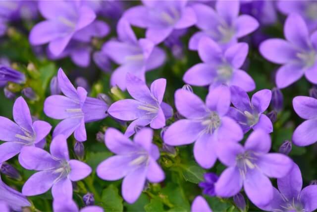 紫と相性の良い方角と紫の花の花風水 フラワーアレンジメント Com